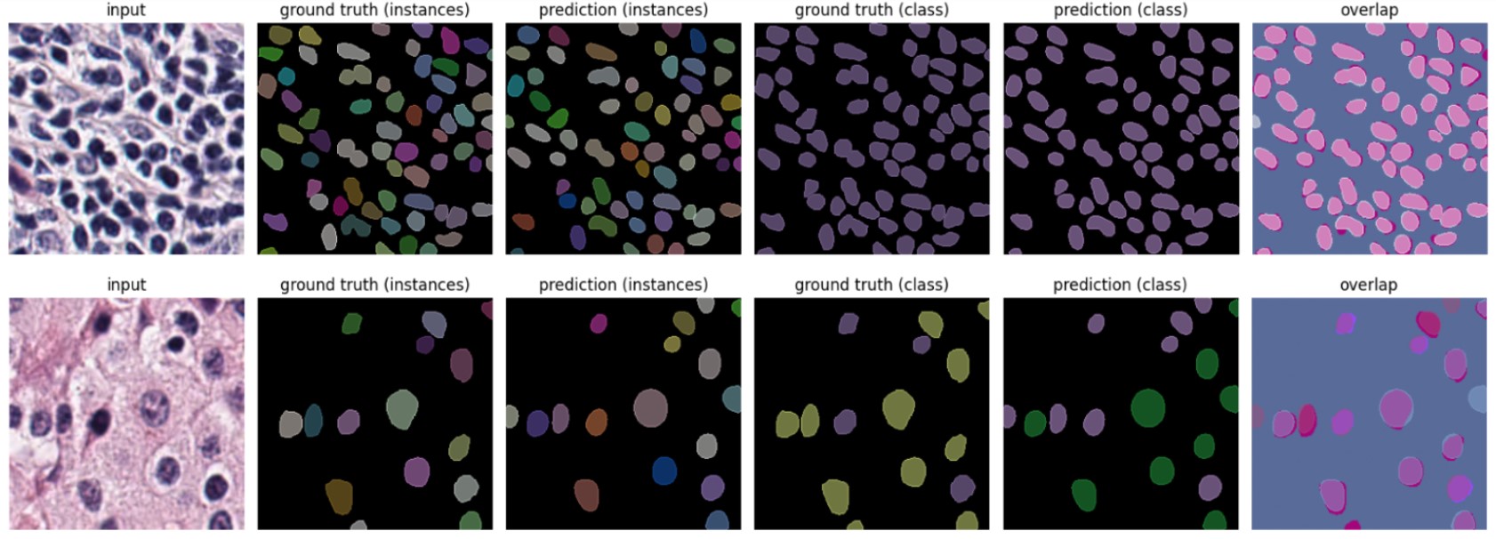 Nucleus segmentation predictions from the paper